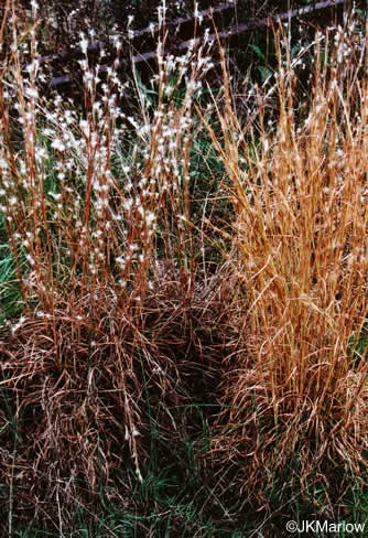 image of Andropogon ternarius, Splitbeard Bluestem, Silvery Bluestem